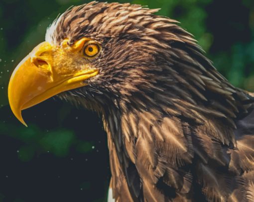 Eagle Bird With Yellow Beak paint by numbers