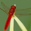 Flame Skimmer Perching On Plant paint by numbers
