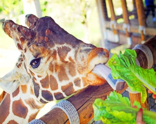 Giraffe Animal In Jacksonville Zoo paint by numbers