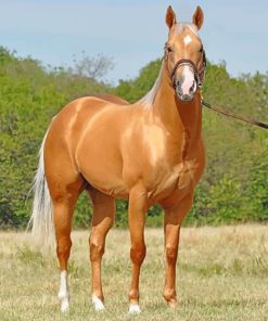 Golden Stallion Horse paint by numbers