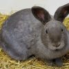Gray Rabbit On Brown Hay paint by numbers