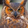 Great Horned Owl Bird paint by numbers