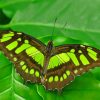 Green Malachite Butterfly paint by numbers