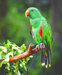 Green Parrot On Tree Branch paint by numbers