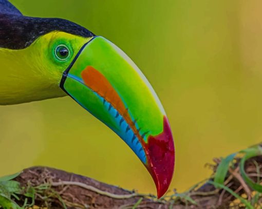 Green Yellow And Red Toucan Bird paint by numbers