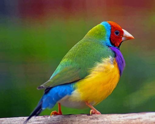 Green Yellow Red And Blue Bird Gouldian Finch paint by numbers