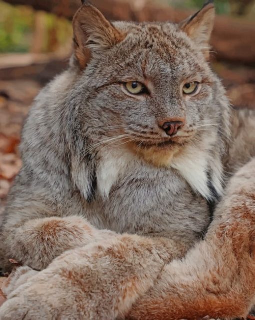 Grey Lynx Cat paint by numbers