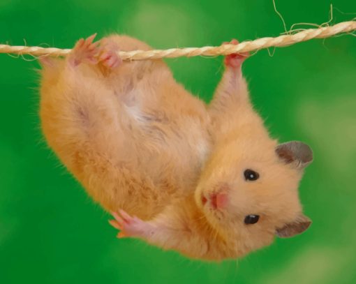 Hamster Doing Stunts paint by numbers