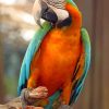Harlequin Macaw Bird paint by numbers