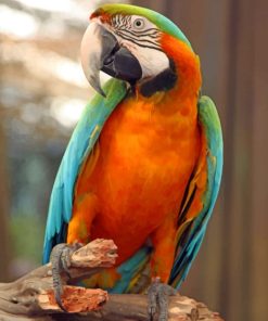 Harlequin Macaw Bird paint by numbers