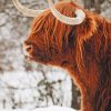 Highland Cow In Snow paint by numbers