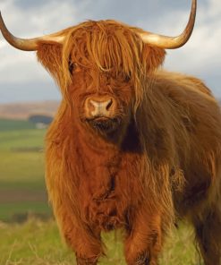 Highlander Cow paint by numbers