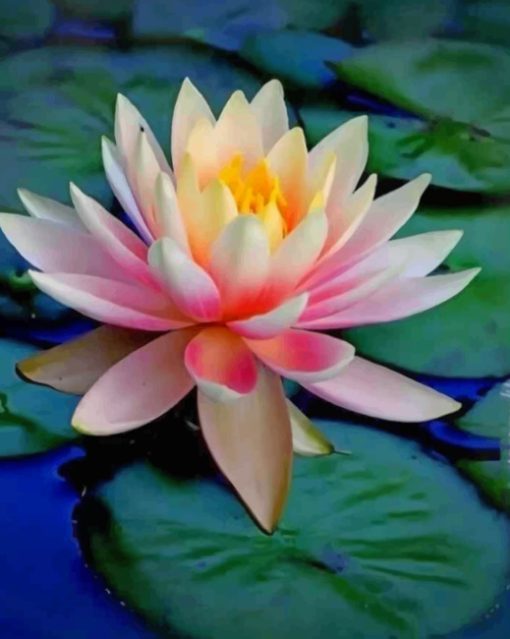 Lotus Flower paint by numbers