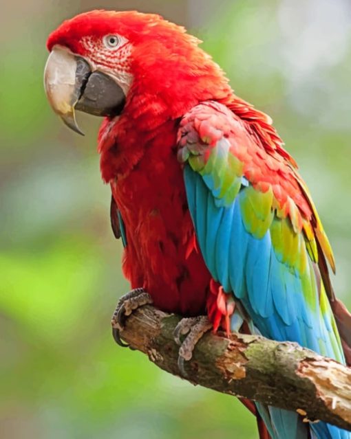 Macaw Parrot Bird paint by numbers