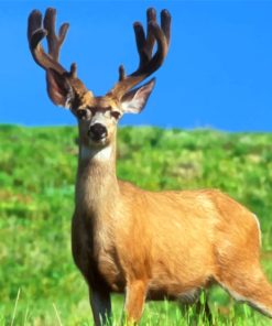 Male Deer In Grass Field paint by numbers