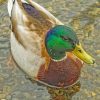 Mallard Duck In River paint by numbers paint by numbers
