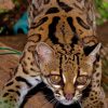 Margay Cat paint by numbers