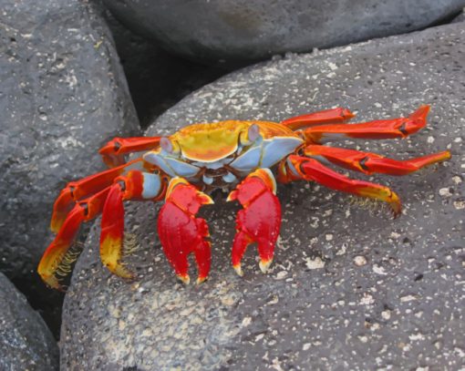 Orange And Red Crab paint by numbers