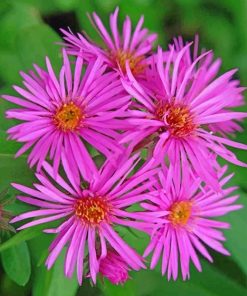 Pink Aster Flower paint by numbers