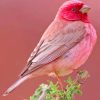 Pink Bird paint by numbers