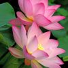 Pink Lotus Flowers paint by numbers