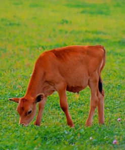 Red Calf Grazes paint by numbers