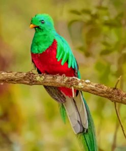 Resplendent Quetzal Bird paint by numbers