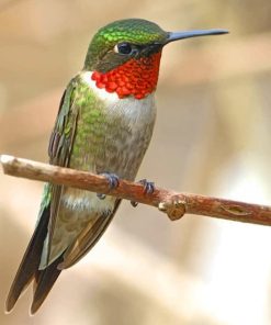 Ruby Throated Hummingbird paint by numbers