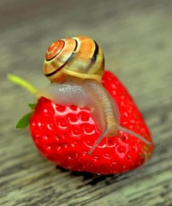 Snail On Strawberry paint by numbers