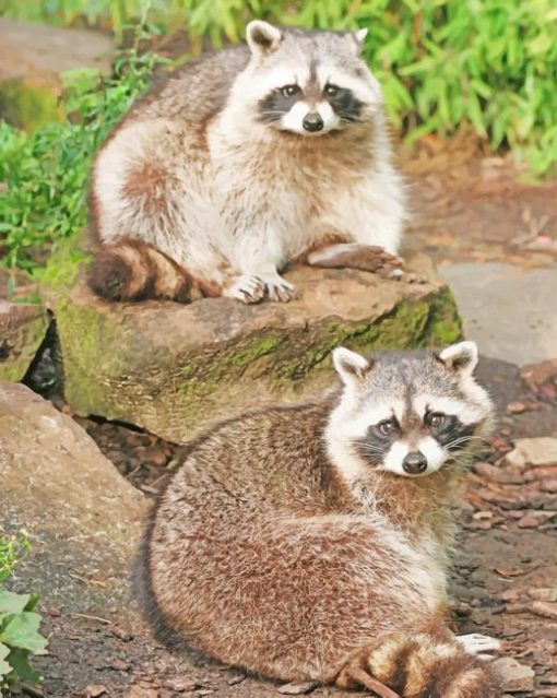 Texas Raccoons paint by numbers