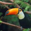 Toucan Standing Tree Branch paint by numbers