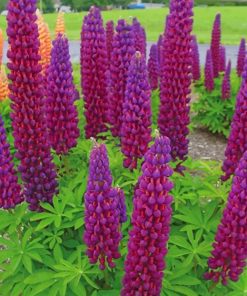 Velvet Lupine Flowers paint by numbers