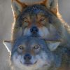 Wolf Couple paint by numbers