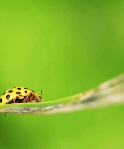 Yellow Ladybug Insect Eating Leaf Plants paint by numbers