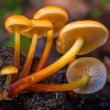Yellow Mushrooms On Black Tree Branch paint by numbers