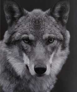 Wolf Black And White paint by numbers