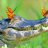 Alligator With Butterflies Paint By Numbers