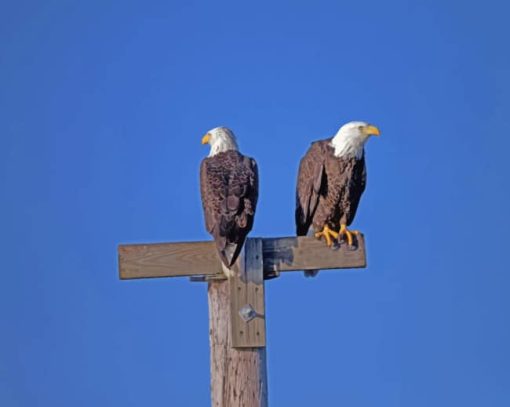 Bald Eagle Couple paint by numbers