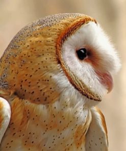 Barn Owl paint by numbers