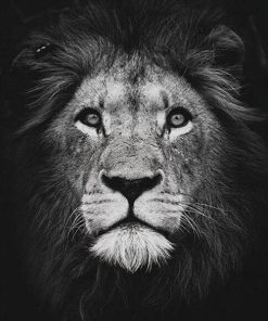 Black And White Lion Paint by numbers