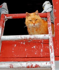 Cat With Ladder paint by numbers