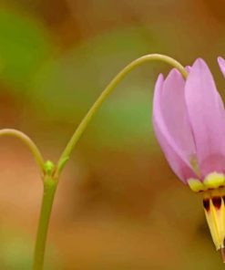 Dodecatheon Meadia Flower paint by numbers