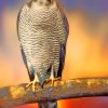 Falcon Hawk Species paint by numbers