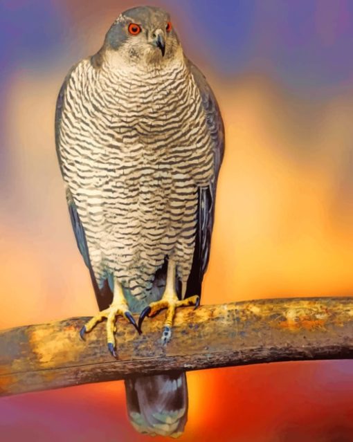 Falcon Hawk Species paint by numbers