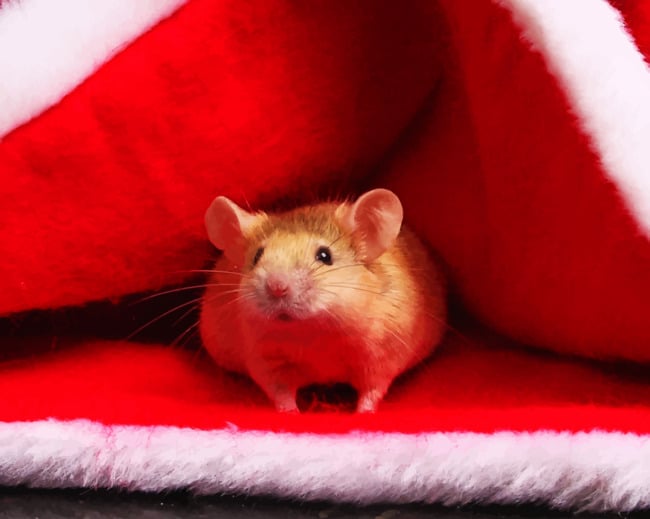 Hamster In Santa Claus Beanie paint by numbers
