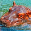 Hippo's Head Paint By Numbers