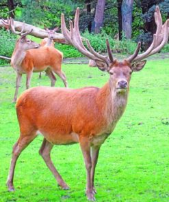Horn Deer Paint By Numbers