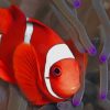 Ocellaris Clownfish paint by numbers
