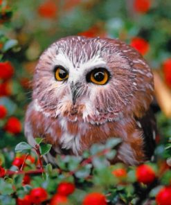 Owl In Garden paint by numbers