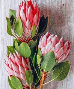 Protea Flower Paint By Numbers